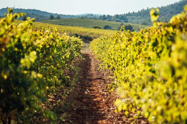 Vin blanc Baron d'Arignac Colombard Ugni Blanc 5L-2